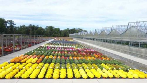 2017 Lucas Greenhouses Field Trials Results