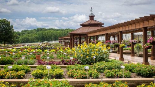 2017 Metrolina Greenhouses Field Trial Results