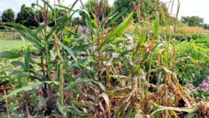 2017 Reiman Gardens, Iowa State University Field Trials