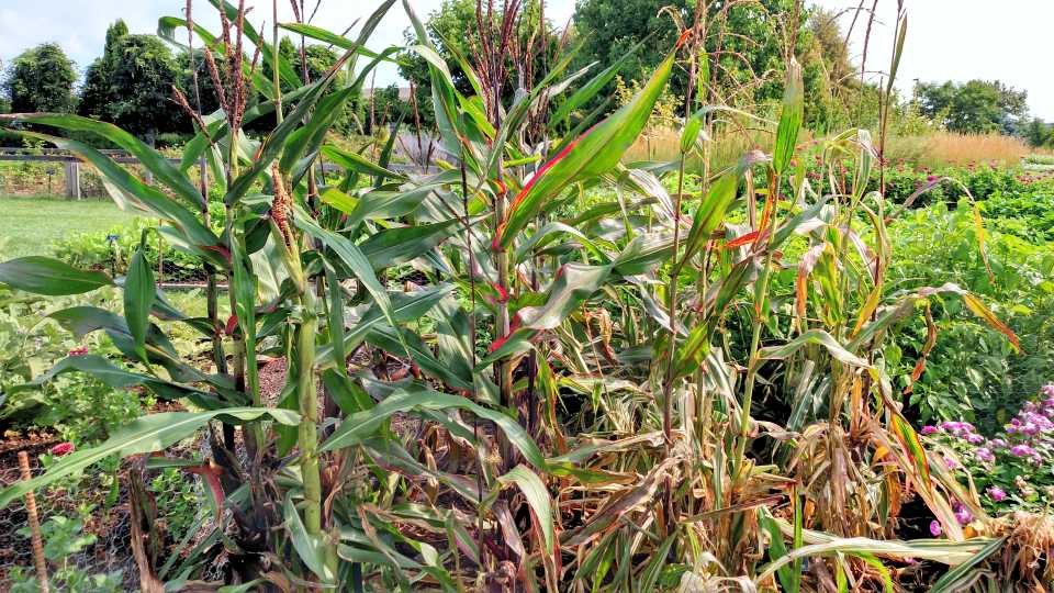 2017 Reiman Gardens, Iowa State University Field Trials