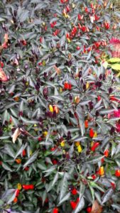 2017 Reiman Gardens, Iowa State University Field Trials