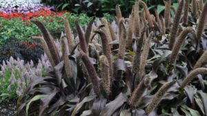 Top Performing Plant Varieties from 2017 Field Trials