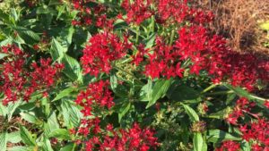2017 Louisiana State University Field Trials Results