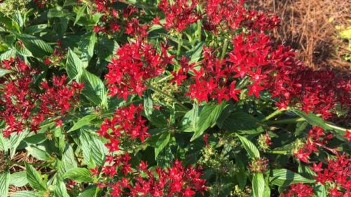 2017 Louisiana State University Field Trials Results