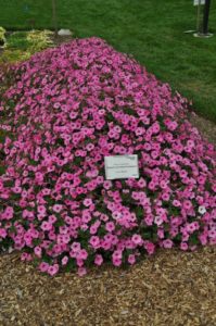 2017 Colorado State University Field Trials