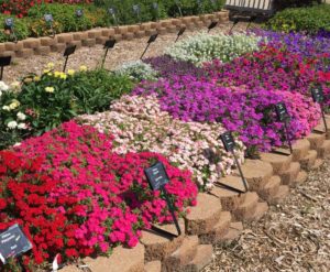 2017 Mast Young Plants Field Trials