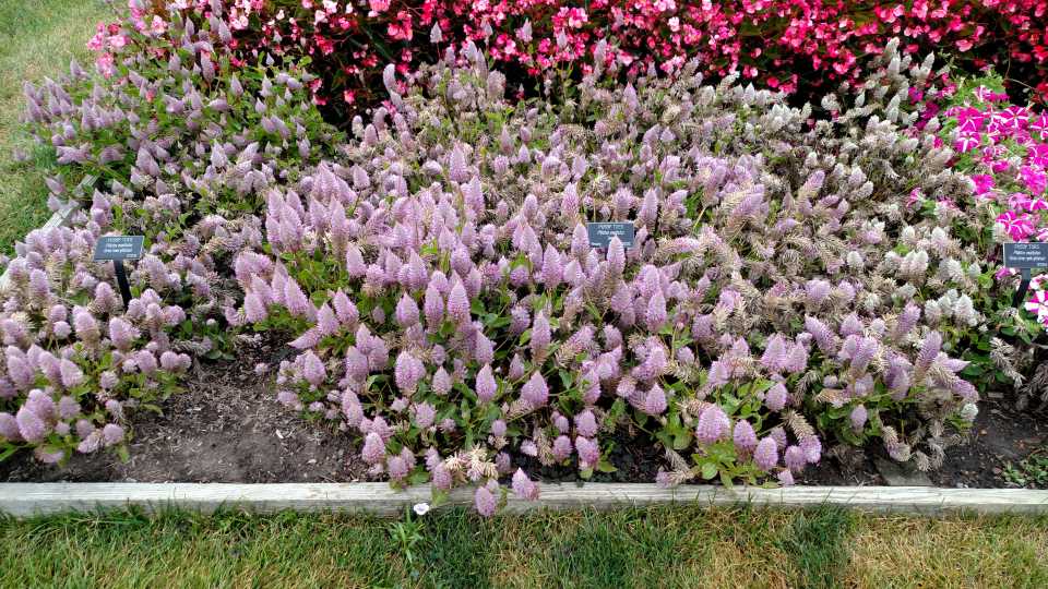 2017 Reiman Gardens, Iowa State University Field Trials