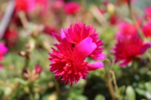 2017 Dallas Arboretum Field Trials