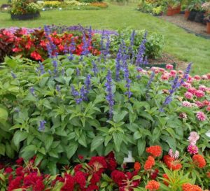 2017 Cornell University Field Trials