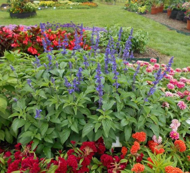 2017 Cornell University Field Trials