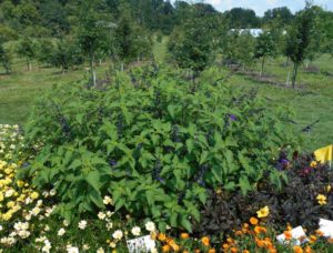 2017 Cornell University Field Trials