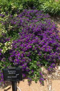 2017 Mast Young Plants Field Trials