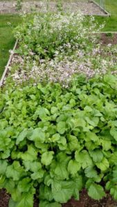 2017 Reiman Gardens, Iowa State University Field Trials