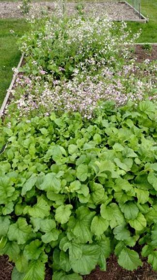 2017 Reiman Gardens, Iowa State University Field Trials