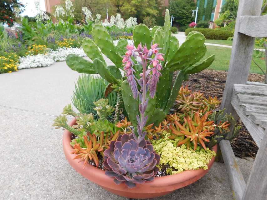 Succulent-Container_MSU