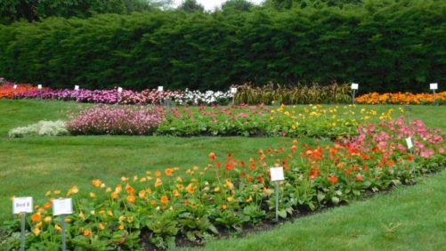 See New Plants and How They Perform During the Michigan Garden Plant Tour