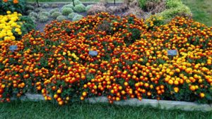 2017 Reiman Gardens, Iowa State University Field Trials