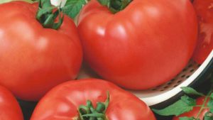 Vegetable Breeders Hosting Summer Trials in California in August