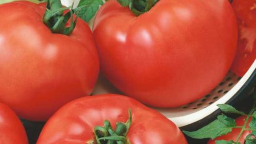 Vegetable Breeders Hosting Summer Trials in California in August
