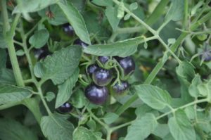 2017 Reiman Gardens, Iowa State University Field Trials