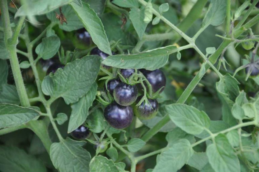 2017 Reiman Gardens, Iowa State University Field Trials