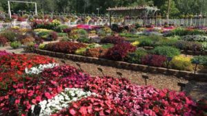 2017 Mast Young Plants Field Trials Results