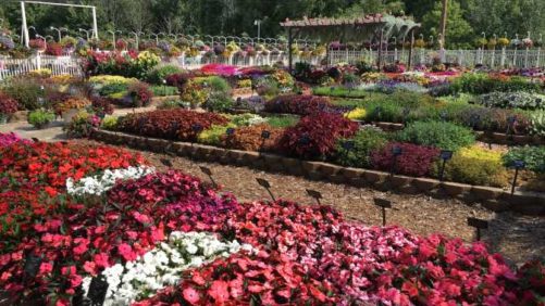 2017 Mast Young Plants Field Trials Results