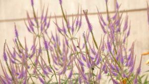 Kelly Norris On How You Can Sell a New Landscape, With New Plants Included