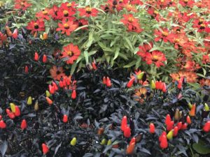 2017 Missouri Botanical Garden Field Trials