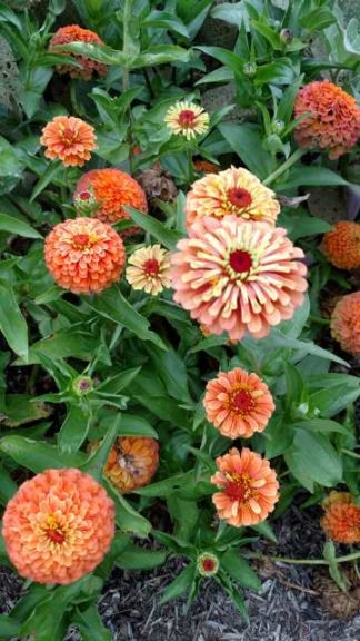 2017 Reiman Gardens, Iowa State University Field Trials