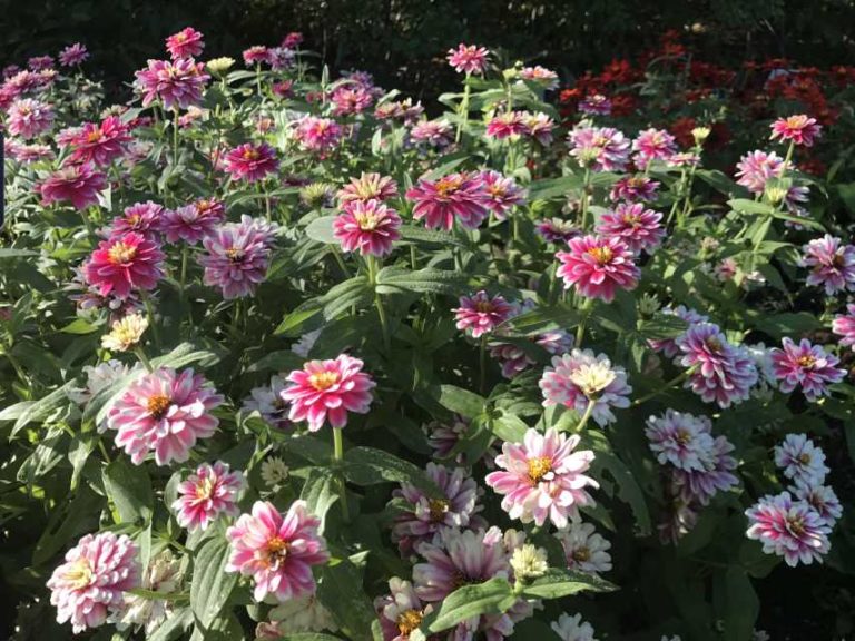 2017 Missouri Botanical Garden Field Trials