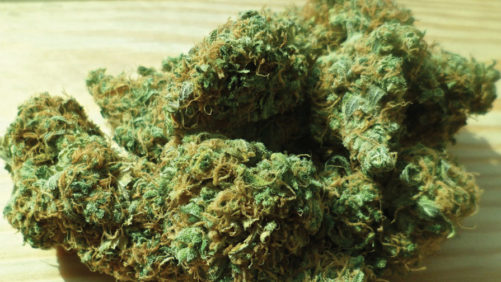 How to Take Your Cannabis Operation to the Next Level