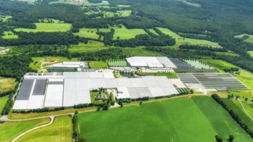 Major Move in Floriculture as Costa Farms Acquires Battlefield Farms