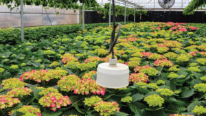 Infrared Thermometers for Monitoring  Plant and Substrate Temperatures