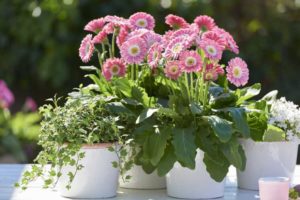Gerbera ‘Garvinea Sweet Memories’ (Florist Holland)