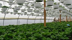 How to Make Sure Your Greenhouse Can Withstand Heavy Snow