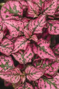 Hypoestes phyllostachya ‘Hippo Rose’ (Proven Winners)