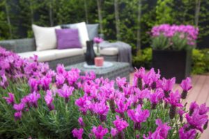 Lavandula stoechas ‘The Princess’ (Plants Nouveau)
