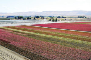 Skagit Horticulture Has a Fresh New Start