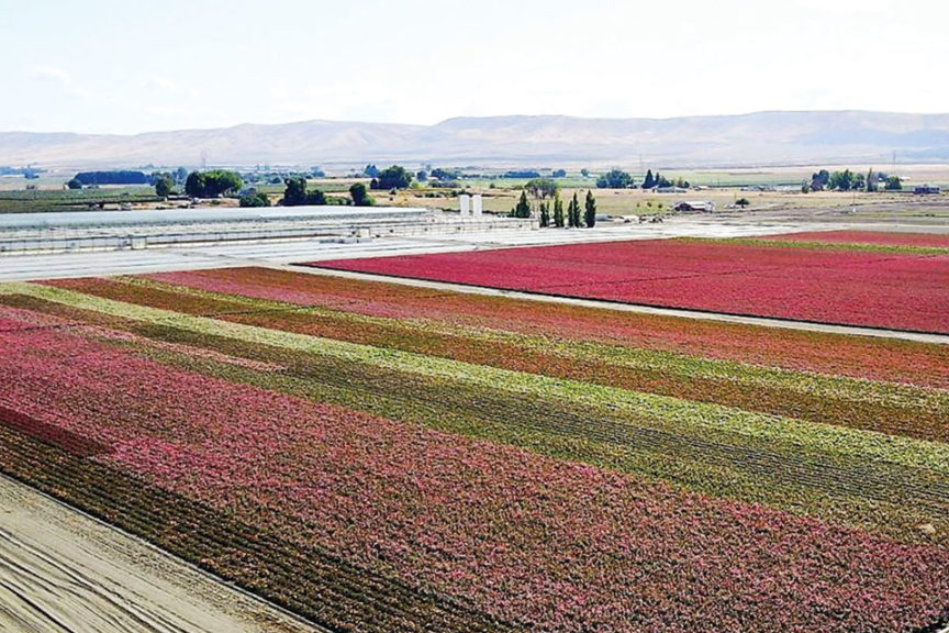 Skagit Horticulture Has a Fresh New Start