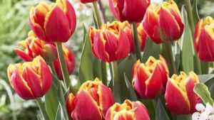 How You Can Participate in Promoting National Garden Bureau’s “Year of the” Crops