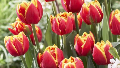 How You Can Participate in Promoting National Garden Bureau’s “Year of the” Crops