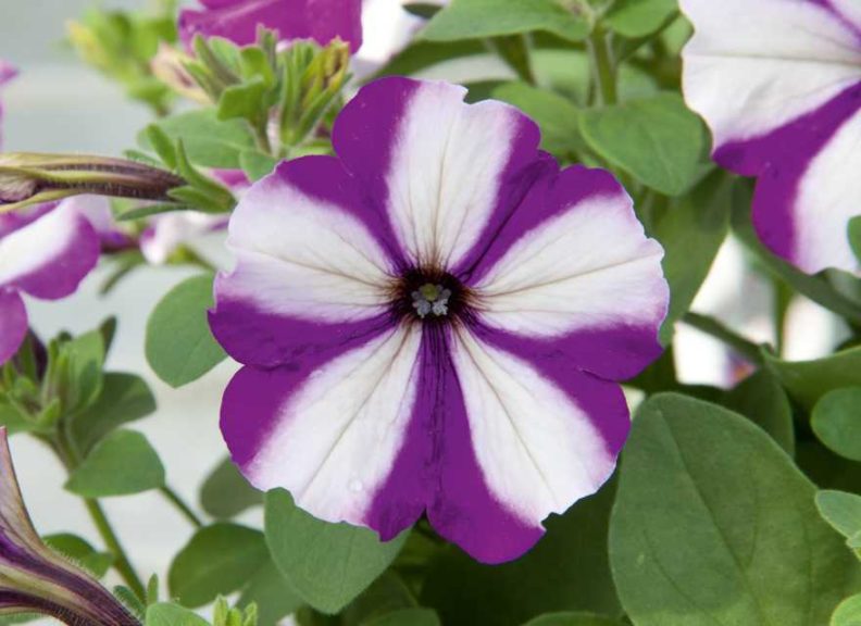 Petunia Headliner Series (Selecta)