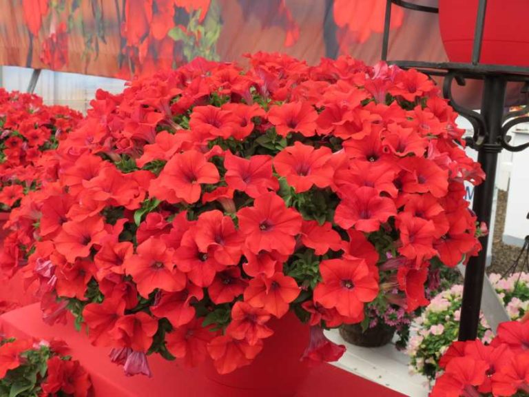 Petunia ‘Surfinia Trailing Red’ (Suntory Flowers)