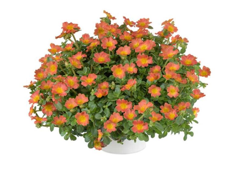 Portulaca Pazzaz Nano Series (Danziger “Dan” Flower Farm)