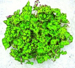Rex Begonia ‘Rondeau’ (D.S. Cole Growers)