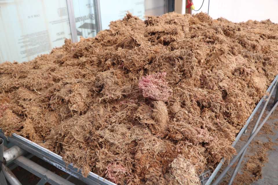 Sphagnum peat moss drying on table