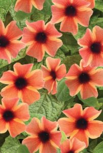 Thunbergia ‘Tangerine Slice A-Peel’ (Proven Winners)