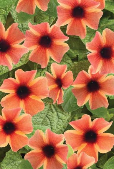 Thunbergia ‘Tangerine Slice A-Peel’ (Proven Winners)