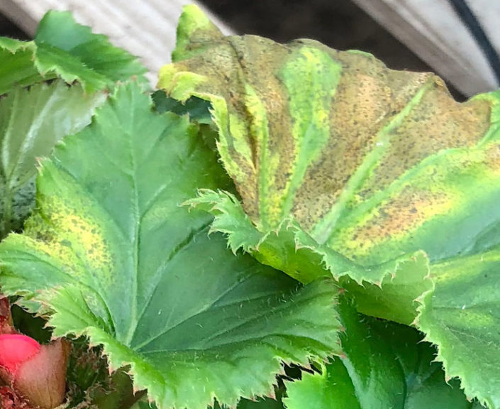 Xanthomonas bacterial leaf spot on begonia. 